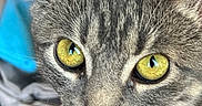 Lilac is registered to the contest to win money with this photo: cat, tabby_cat, close_up, yellow_eyes, whiskers, fur, pet, animal, curious, indoor, face, portrait, mammal, feline, looking, ears, nose, focus, background_blur, domestic_cat
