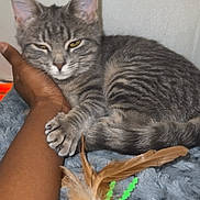 Lilac is registered to the contest to win money with this photo: animal, arm, blanket, cat, closeup, cozy, cute, domestic_cat, feathers, fur, gray_tabby, hand, indoor, kitten, paw, pet, relaxed, resting, sleepy, toy