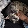 cat, gray_tabby, pet, lap, hand, person, blanket, cozy, indoor, feline, fur, relaxed, comfort, soft, cuddle, resting, animal, domestic, cute, affection