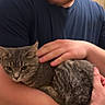 Lilac is registered to the contest to win money with this photo: animal, arms, beard, blue_clothing, calm, caring, cat, close_up, comfort, domestic_animal, face, feline, gentle, gray_tabby, holding, human_hand, indoor, person, pet, shirt