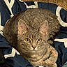 Lilac is registered to the contest to win money with this photo: animal, blanket, cat, closeup, cozy, curled_up, cute, domestic_cat, ears, feline, fur, indoor, looking, patterned_blanket, paws, pet, resting, tabby, whiskers, yellow_eyes