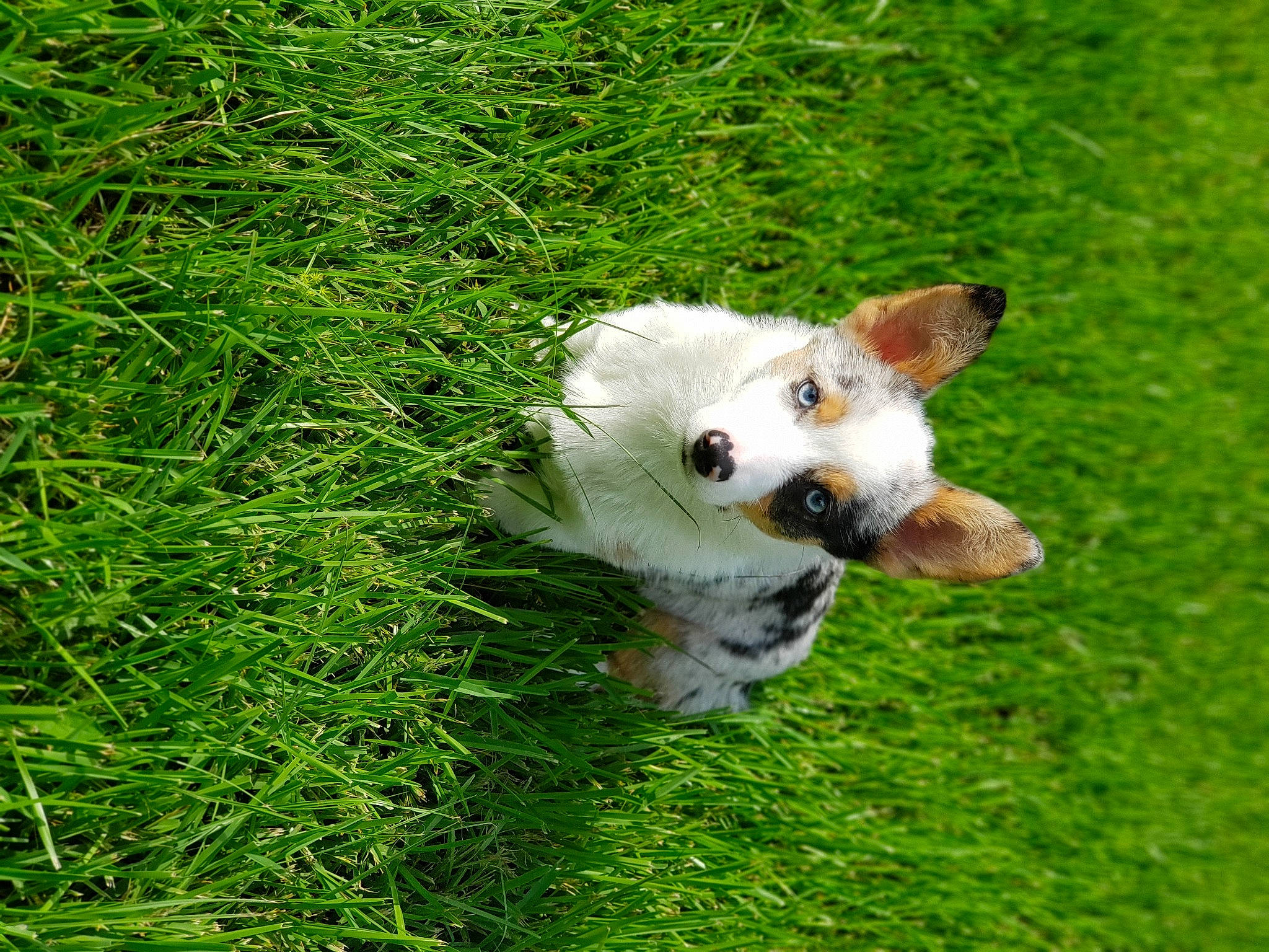 Blue is registered to the contest to win money with this photo: canidae, carnivore, companion_dog, dog, dog_breed, fawn, fur, german_spitz, grass, grassland, groundcover, herbaceous_plant, pasture, plant, snout, sporting_group, terrestrial_animal, toy_dog, volpino_italiano, whiskers