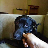 Stormie joined the competition — help win amazing prizes! dog, black_dog, pet, animal, canine, portrait, close_up, indoors, couch, furniture, hand, human_hand, collar, sitting, dark_fur, brown_eyes, funny, playful, home, low_light