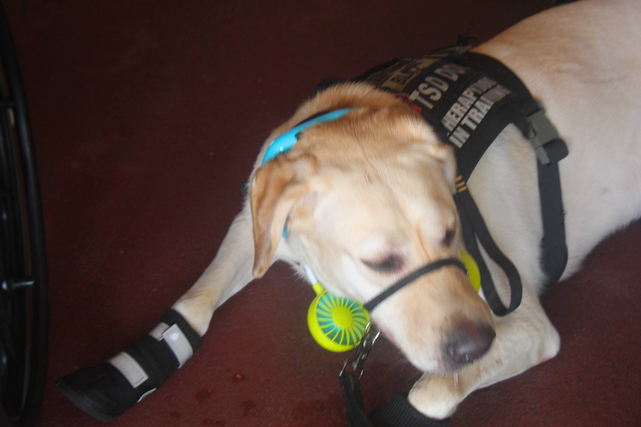 Blitz joined the competition — help win amazing prizes! carnivore, collar, companion_dog, dog, dog_breed, dog_collar, dog_supply, ear, fashion_accessory, fawn, fur, leash, pet_supply, snout, sporting_group, strap, tail, watch, whiskers, working_animal