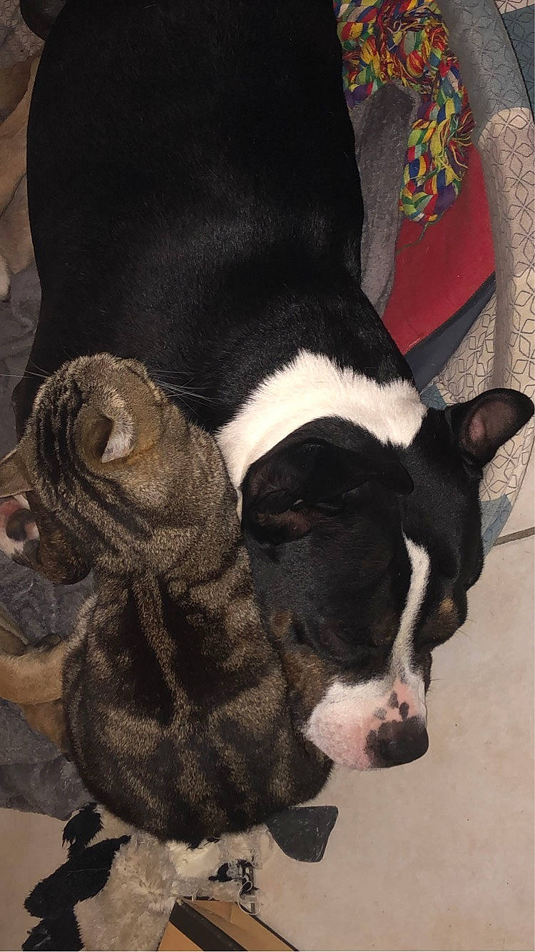 Mya participe au concours pour gagner de l'argent avec cette photo : art, boston_terrier, canidae, carmine, carnivore, comfort, companion_dog, dog, dog_breed, ear, fawn, fur, nap, paw, snout, sporting_group, tail, terrestrial_animal, whiskers, working_animal