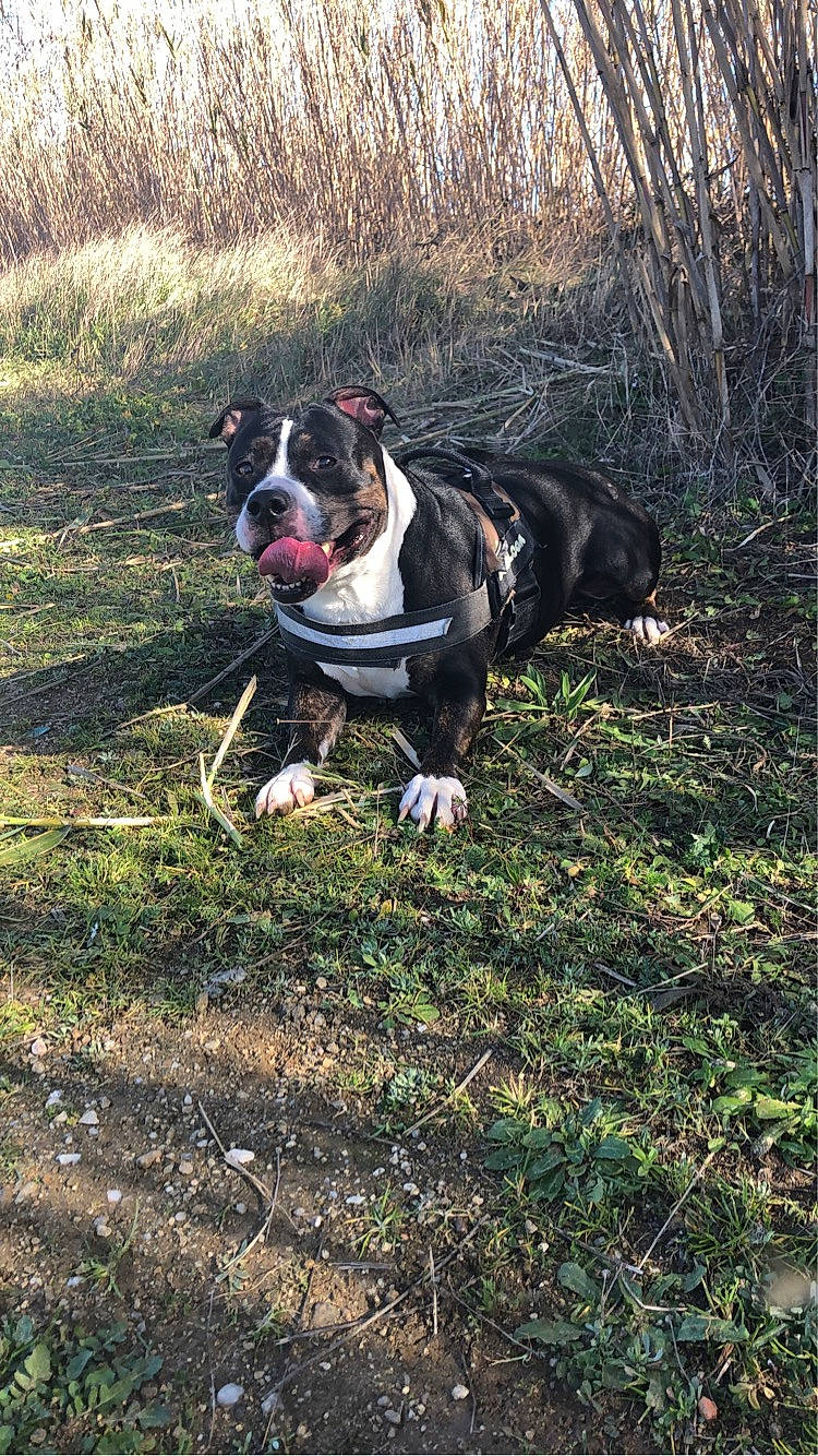 Mya a rejoint le concours — aidez-le/la à gagner de superbes lots ! canidae, carnivore, collar, companion_dog, dog, dog_breed, dog_collar, dog_supply, grass, leash, molosser, non_sporting_group, pet_supply, plant, sporting_group, tail, tree, whiskers, working_animal, working_dog