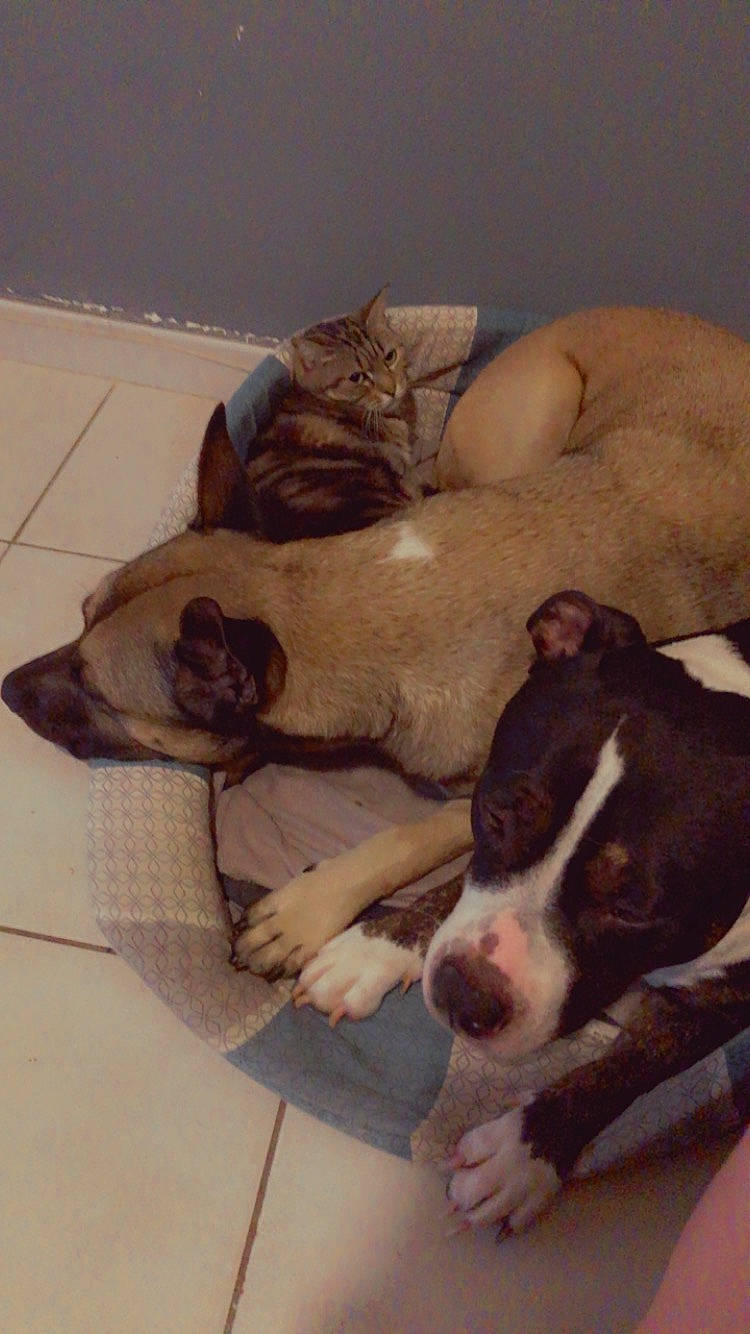 Mya a rejoint le concours — aidez-le/la à gagner de superbes lots ! canidae, carnivore, cat, comfort, companion_dog, dog, dog_breed, fawn, flooring, hardwood, liver, mammal, non_sporting_group, pet_supply, snout, sporting_group, terrestrial_animal, vertebrate, whiskers, working_animal