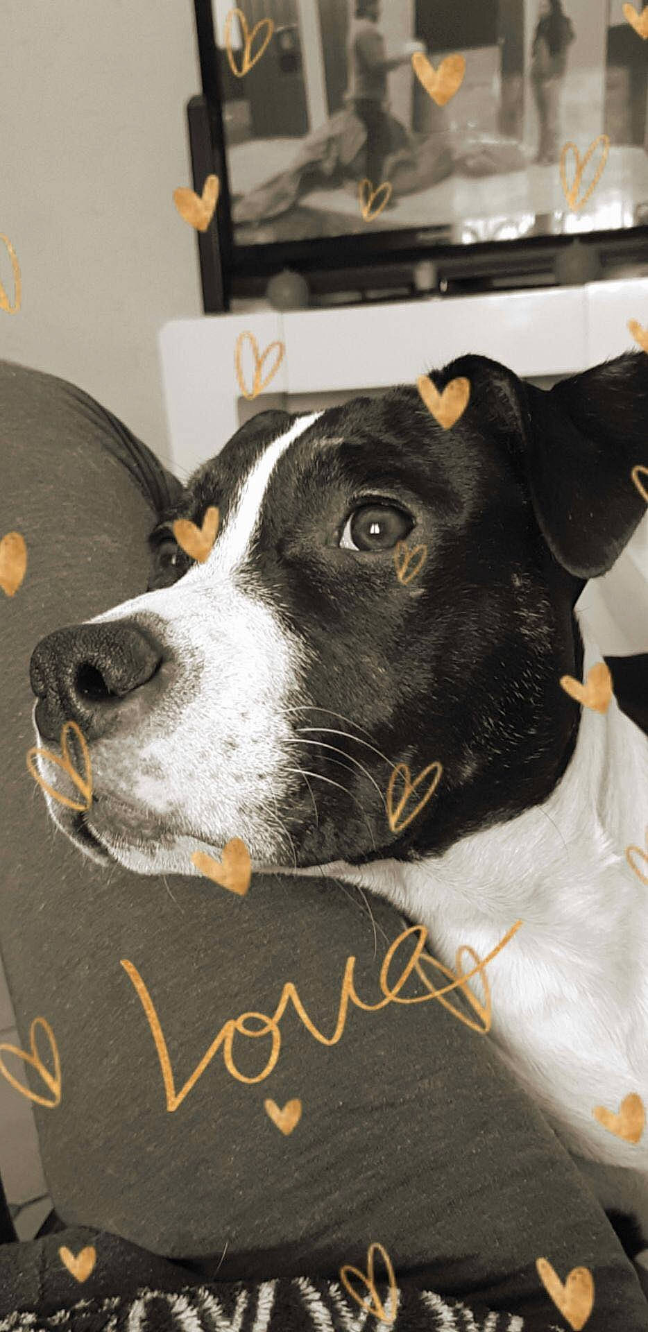 Mya participe au concours pour gagner de l'argent avec cette photo : canidae, carnivore, collar, companion_dog, dog, dog_breed, dog_collar, dog_supply, fur, gadget, non_sporting_group, pet_supply, puppy, snout, sporting_group, whiskers, working_animal, working_dog