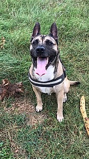 Malcom participe au concours pour gagner de l'argent avec cette photo : canidae, carnivore, collar, companion_dog, dog, dog_breed, dog_collar, fashion_accessory, fawn, grass, non_sporting_group, plant, snout, soil, sporting_group, tail, tree, whiskers, working_animal, working_dog