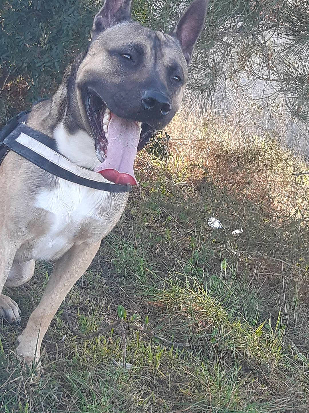 Malcom a rejoint le concours — aidez-le/la à gagner de superbes lots ! canidae, carnivore, collar, companion_dog, dog, dog_breed, dog_collar, dog_supply, fawn, grass, pet_supply, plant, rampur_greyhound, sighthound, snout, sporting_group, tail, whiskers, working_animal, working_dog