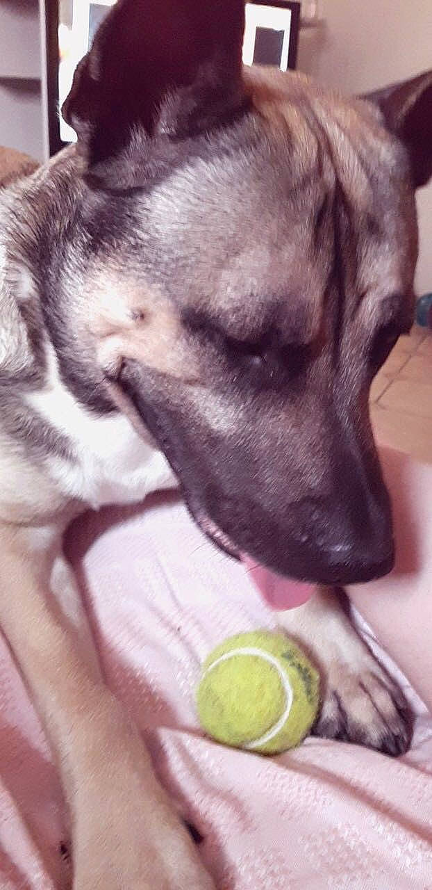 Malcom a rejoint le concours — aidez-le/la à gagner de superbes lots ! carnivore, citric_acid, citrus, companion_dog, dog, dog_breed, fawn, fruit, key_lime, lemon, lemon_peel, lime, meyer_lemon, persian_lime, snout, sporting_group, sweet_lemon, tennis_ball, tennis_equipment, whiskers