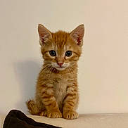 Simba participe au concours pour gagner de l'argent avec cette photo : kitten, orange_tabby, cat, pet, animal, cute, feline, sitting, indoor, young, small, fur, whiskers, ears, eyes, paws, portrait, curious, domestic, adorable