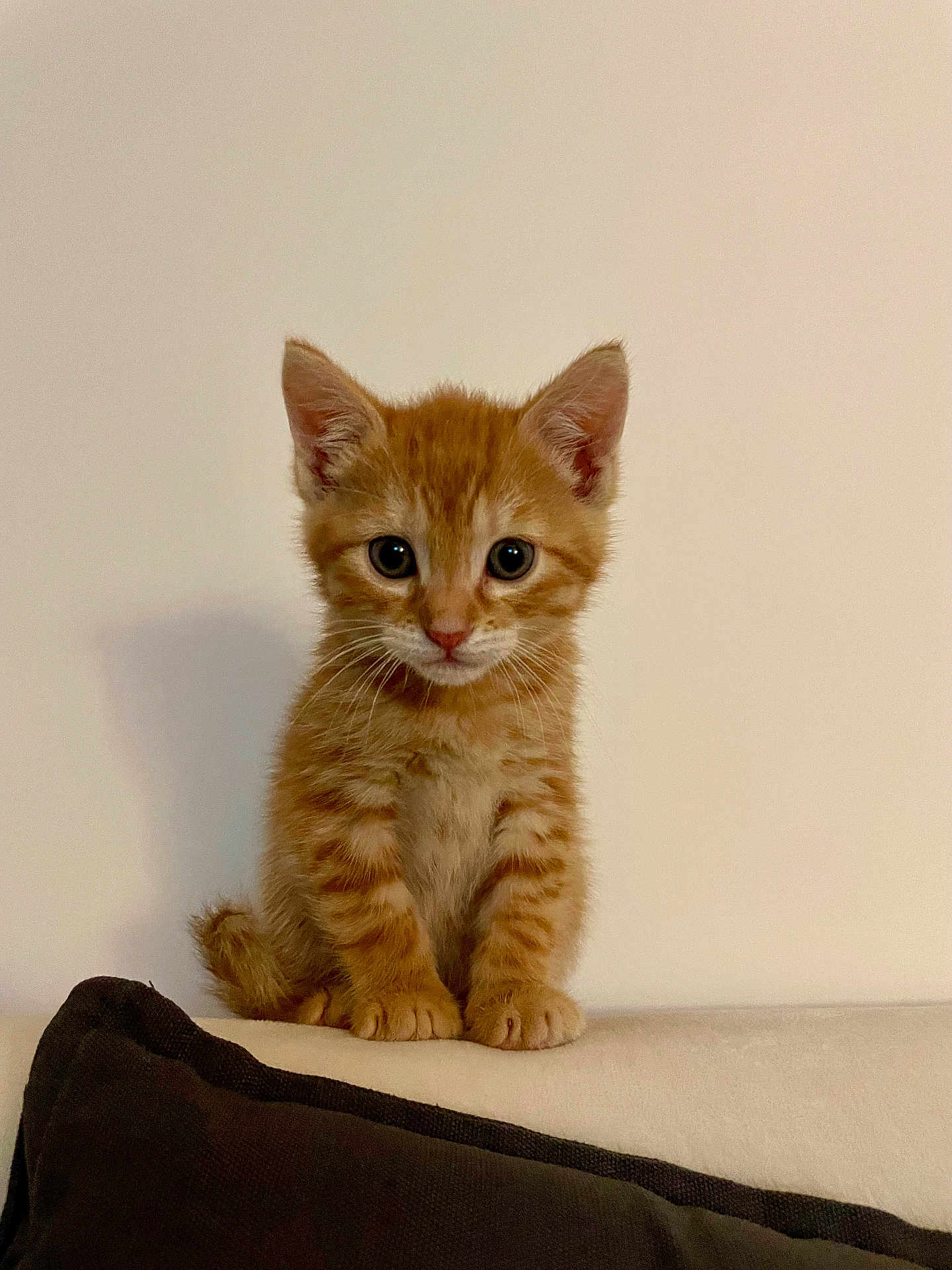 Simba participe au concours pour gagner de l'argent avec cette photo : kitten, orange_tabby, cat, pet, animal, cute, feline, sitting, indoor, young, small, fur, whiskers, ears, eyes, paws, portrait, curious, domestic, adorable