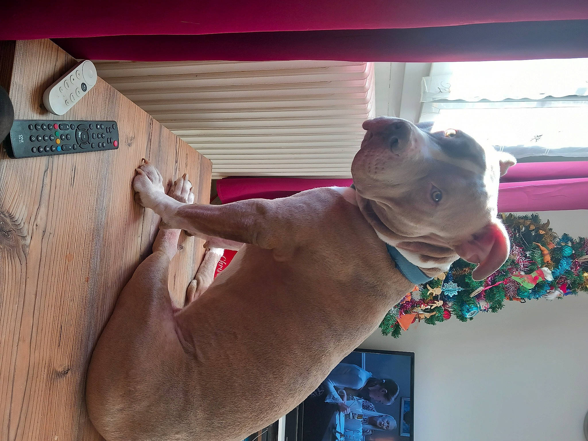 Rosko participe au concours pour gagner de l'argent avec cette photo : barechested, carnivore, chest, comfort, companion_dog, dog, dog_breed, ear, elbow, eyewear, fawn, hardwood, human_leg, snout, sporting_group, tail, thigh, trunk, window, wood