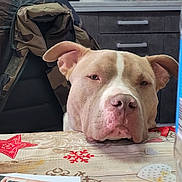 Rosko participe au concours pour gagner de l'argent avec cette photo : animal, cabinet, countertop, dog, ears, expression, face, holiday_decorations, indoor, jacket, kitchen, magazine, nose, paper, pet, pitbull, red_snowflake, red_star, resting, table