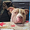 animal, cabinet, countertop, dog, ears, expression, face, holiday_decorations, indoor, jacket, kitchen, magazine, nose, paper, pet, pitbull, red_snowflake, red_star, resting, table