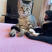 Rosie is registered to the contest to win money with this photo: kitten, cat, indoor, pink, texture, yawning, sitting, fur, pets, cute, whiskers, eyes, tail, relaxed, curious, domestic, feline, bed, blanket, living_room