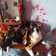 Ruby participe au concours pour gagner de l'argent avec cette photo : cat, calico_cat, vanity_table, mirror, plush_toy, stuffed_animal, doll, hooded_clothing, floral_wallpaper, wooden_furniture, decor, indoor, pet, animal, fur, resting, tabletop, reflection, pink_flowers, cozy