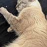 Widow a rejoint le concours — aidez-le/la à gagner de superbes lots ! cat, sleeping, fur, beige, paw, whiskers, relaxed, animal, pet, cozy, indoor, closeup, feline, resting, soft, cute, mammal, domestic, quiet, peaceful