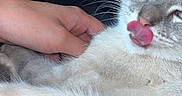 Widow participe au concours pour gagner de l'argent avec cette photo : cat, pet, animal, feline, licking, tongue, hand, indoor, close_up, fur, whiskers, cute, relaxed, domestic_animal, soft, cozy, resting, light, shadow, comfort