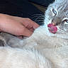 cat, pet, animal, feline, licking, tongue, hand, indoor, close_up, fur, whiskers, cute, relaxed, domestic_animal, soft, cozy, resting, light, shadow, comfort