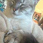 Widow participe au concours pour gagner de l'argent avec cette photo : cat, sleeping, paw, close_up, feline, whiskers, soft, fur, cozy, indoor, resting, animal, pet, cute, relaxed, warm_light, blanket, home, comfort, domestic