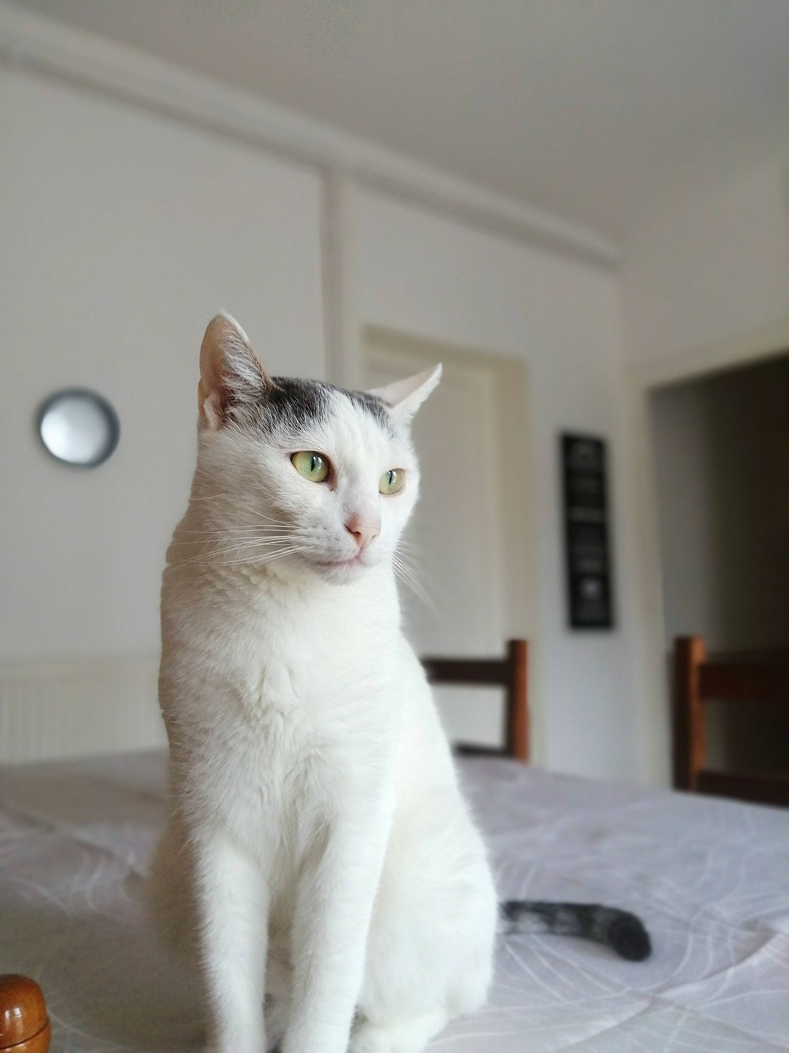 Eden participe au concours pour gagner de l'argent avec cette photo : carnivore, cat, comfort, domestic_short_haired_cat, door, felidae, flooring, fur, grey, hardwood, paw, room, small_to_medium_sized_cats, snout, tail, whiskers, window, wood
