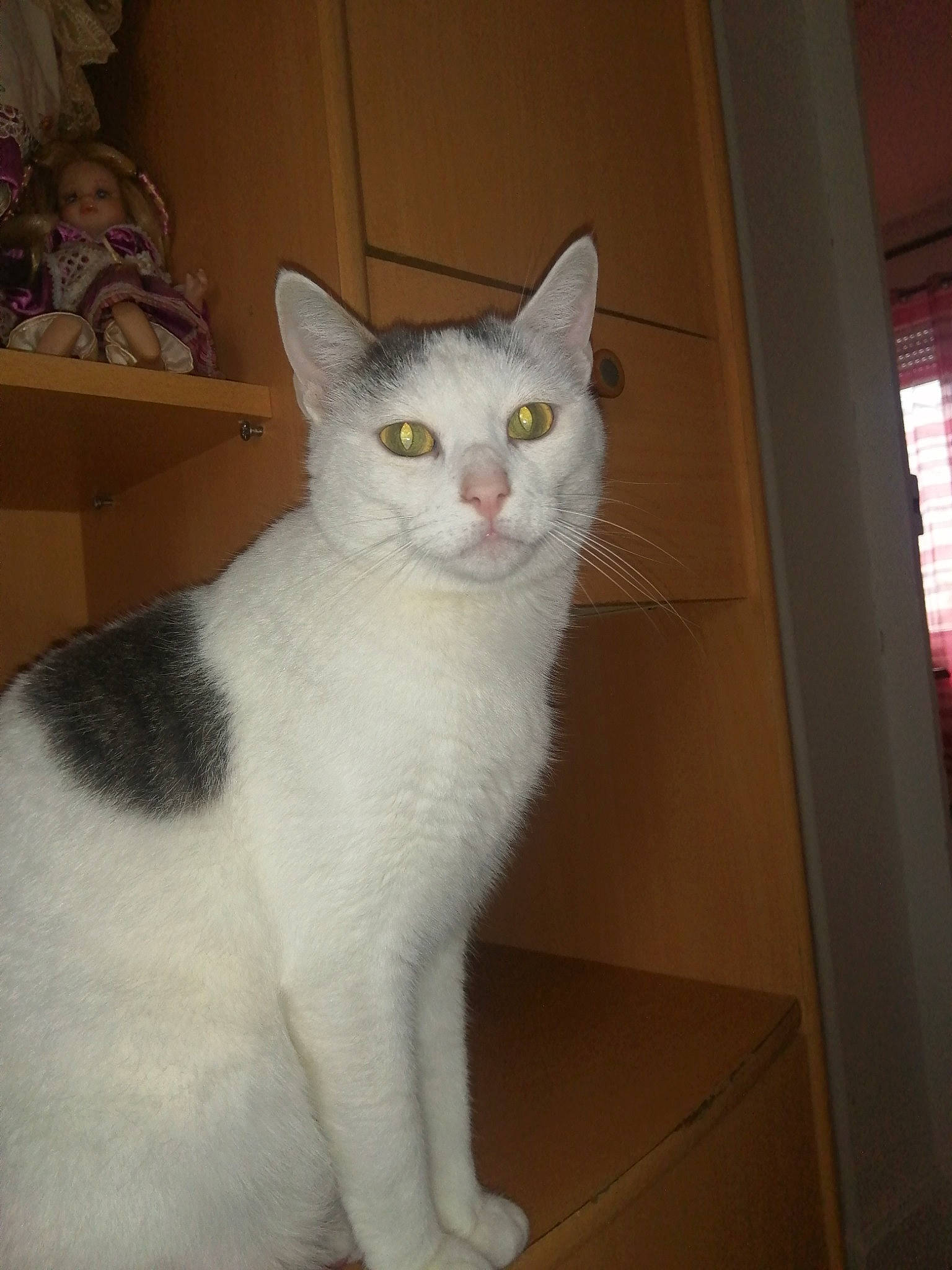 Eden a rejoint le concours — aidez-le/la à gagner de superbes lots ! art, carnivore, cat, domestic_short_haired_cat, felidae, fixture, fur, paw, small_to_medium_sized_cats, snout, tail, whiskers