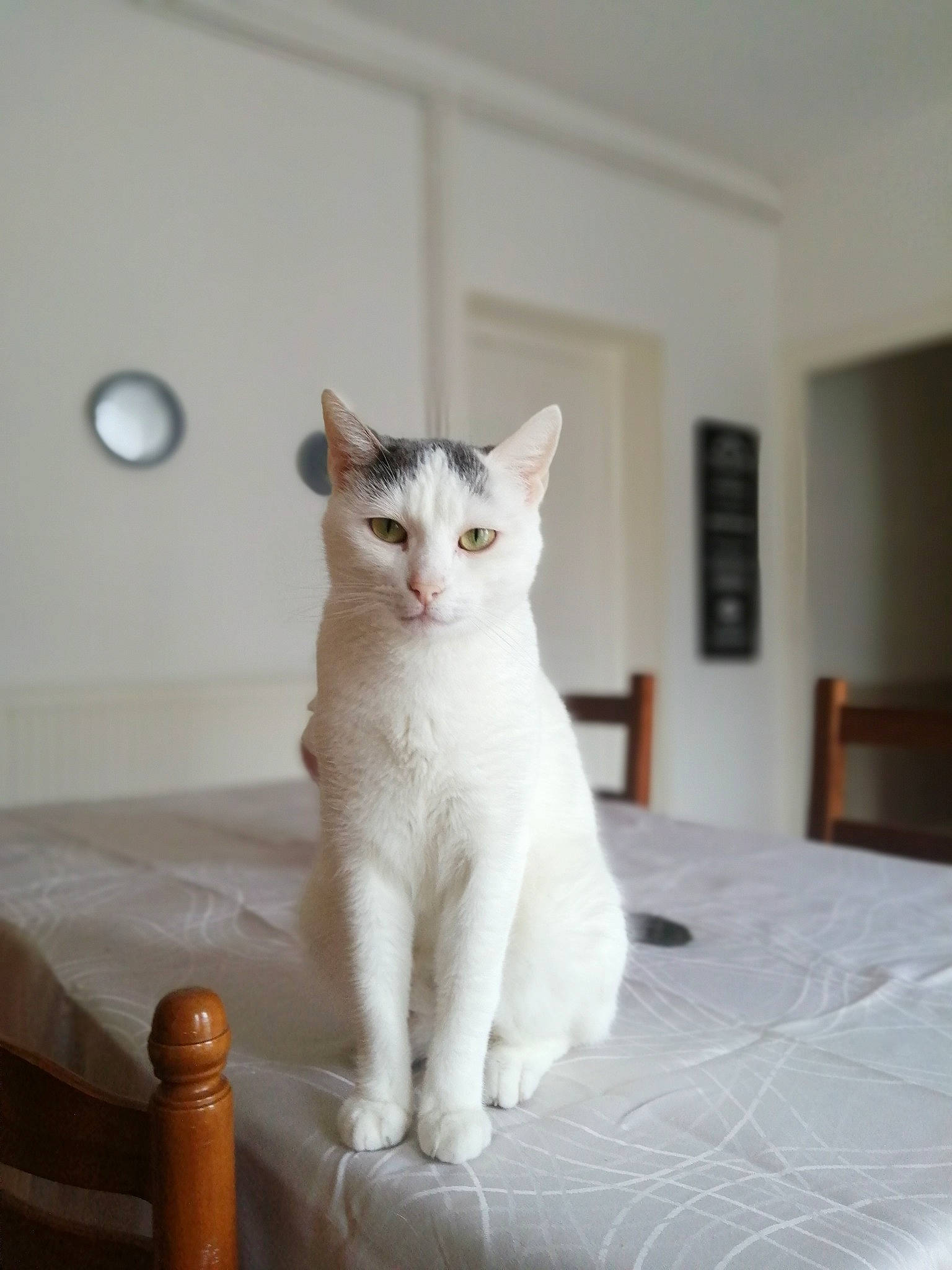 Eden a rejoint le concours — aidez-le/la à gagner de superbes lots ! carnivore, cat, cat_supply, clock, domestic_short_haired_cat, felidae, flooring, fur, hardwood, paw, small_to_medium_sized_cats, snout, tail, terrestrial_animal, whiskers, wood