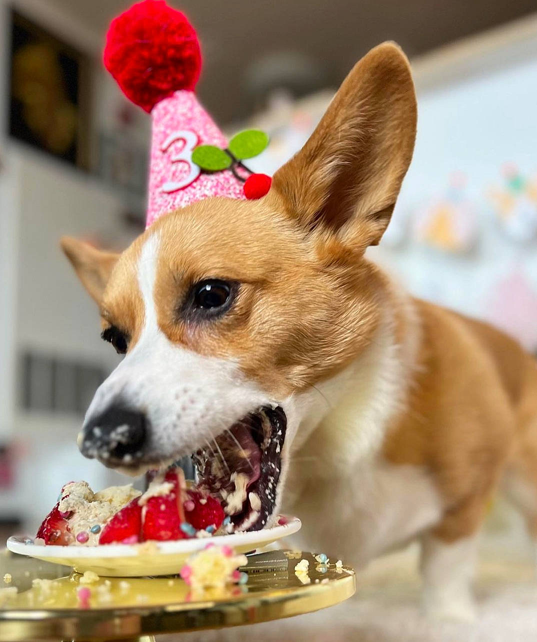 Cherry is registered to the contest to win money with this photo: ancient_dog_breeds, carnivore, christmas, clock, collar, companion_dog, costume_hat, dog, dog_breed, dog_collar, dog_supply, event, fawn, fur, holiday, party_hat, plate, snout, tableware, whiskers