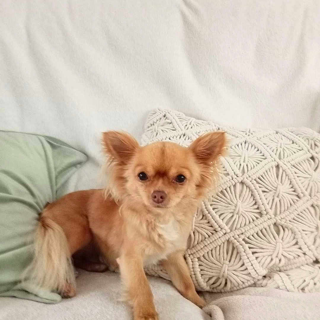Lily participe au concours pour gagner de l'argent avec cette photo : animal, blanket, canine, chihuahua, cockerspaniel, couch, cushion, dog, dogbed, furniture, homedecor, papillon, pet, pillow, puppy