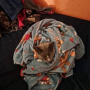 Jesse joined the competition — help win amazing prizes! cat, blanket, bed, cozy, fur, animal, resting, indoor, soft, warm, folds, sleeping, pet, comfort, fabric, texture, clothing, orange_wall, window, dark_bedspread