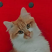 Sam a rejoint le concours — aidez-le/la à gagner de superbes lots ! alert, animal, cat, closeup, curious, cute, domestic_cat, ears, face, feline, fluffy, indoors, mammal, orange_cat, pet, portrait, red_background, soft_fur, whiskers, white_fur