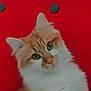 alert, animal, cat, closeup, curious, cute, domestic_cat, ears, face, feline, fluffy, indoors, mammal, orange_cat, pet, portrait, red_background, soft_fur, whiskers, white_fur