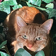 Simba joined the competition — help win amazing prizes! cat, ginger_cat, leaves, green_leaves, plant, pet, close_up, fur, whiskers, ears, eyes, portrait, sunlight, shadow, cozy, resting, feline, nose, indoor, nature