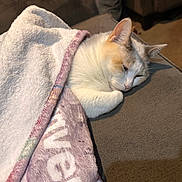 Bella joined the competition — help win amazing prizes! cat, domestic_cat, blanket, couch, sofa, sleeping, cozy, paw, ear, fur, close_up, indoor, living_room, textile, throw_blanket, resting, white_cat, beige_cat, pet, home