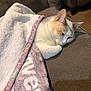 cat, domestic_cat, blanket, couch, sofa, sleeping, cozy, paw, ear, fur, close_up, indoor, living_room, textile, throw_blanket, resting, white_cat, beige_cat, pet, home
