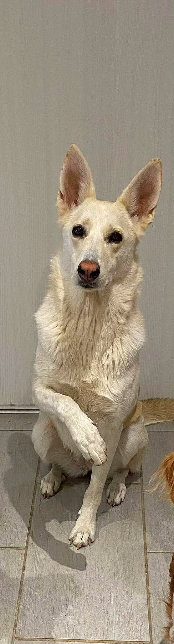 Prune a rejoint le concours — aidez-le/la à gagner de superbes lots ! ancient_dog_breeds, canidae, carnivore, companion_dog, dog, dog_breed, fur, jaw, snout, terrestrial_animal, whiskers, wildlife, working_animal