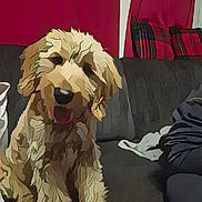 Bernie is registered to the contest to win money with this photo: closeup, couch, cozy, dog, ears, front_paws, fur, goldendoodle, happy, home, indoor, living_room, pet, plaid_pillow, portrait, red_curtains, sitting, smiling, sofa, tongue_out