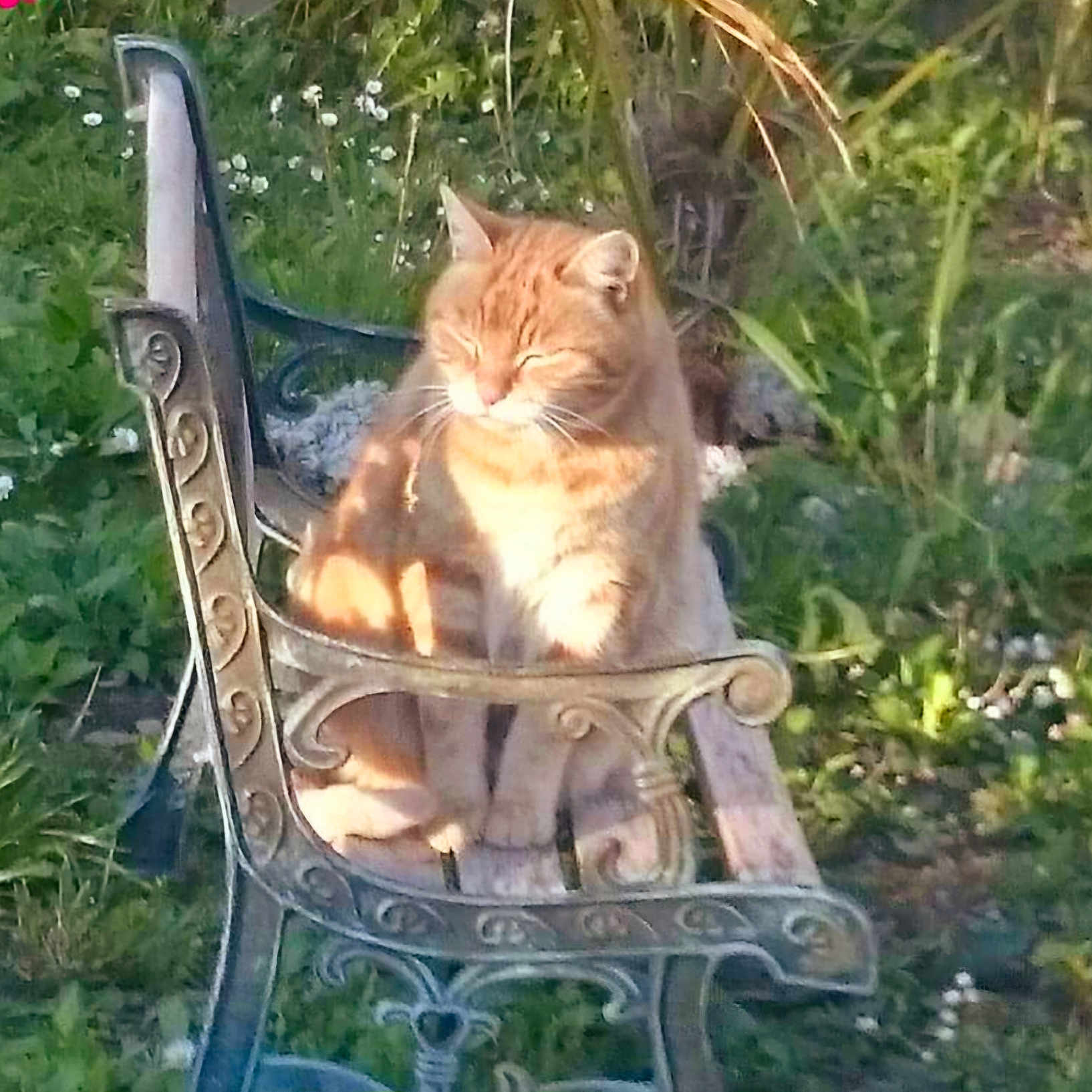 Crakers participe au concours pour gagner de l'argent avec cette photo : animal, backyard, bench, blade, cat, chair, dagger, furniture, garden, grass, jar, kitten, knife, nature, outdoors, pet, plant, pottedplant, weapon, yard