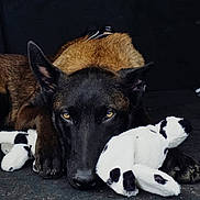 Blue participe au concours pour gagner de l'argent avec cette photo : dog, black_dog, tan_dog, animal, pet, portrait, lying_down, front_facing, pointed_ears, brown_fur, black_fur, golden_eyes, stuffed_animal, plush_toy, toy, indoor, dark_background, close_up, moody, date_stamp