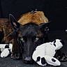 dog, black_dog, tan_dog, animal, pet, portrait, lying_down, front_facing, pointed_ears, brown_fur, black_fur, golden_eyes, stuffed_animal, plush_toy, toy, indoor, dark_background, close_up, moody, date_stamp