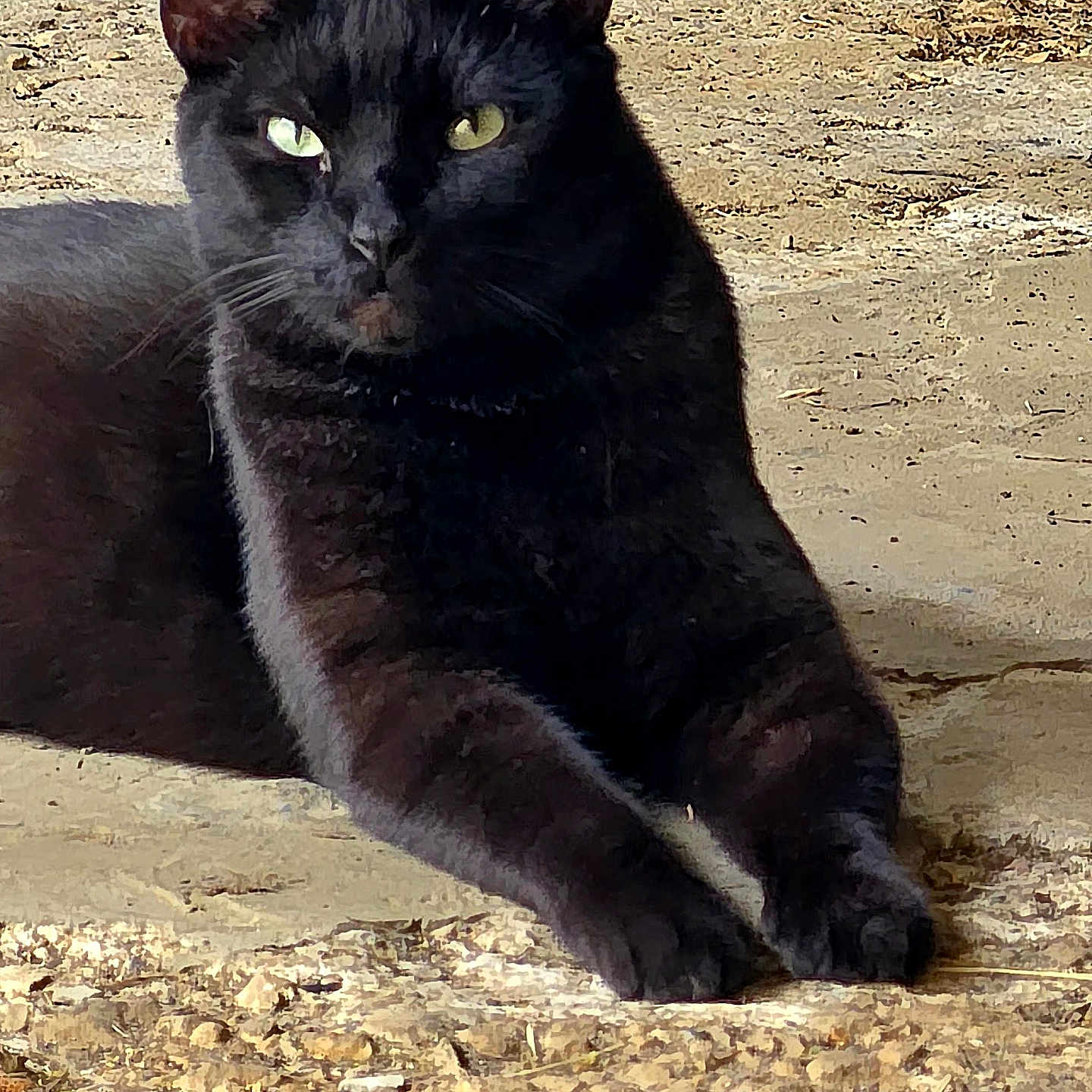 Milo