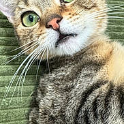 Miso Soup is registered to the contest to win money with this photo: cat, tabby, green_eyes, close_up, whiskers, fur, pet, animal, domestic_cat, green_background, texture, curious, face, ears, nose, mouth, portrait, indoor, lying_down, feline