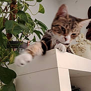 Amour participe au concours pour gagner de l'argent avec cette photo : cat, tabby, paw, houseplant, leaf, shelf, indoor, decor, curious, stretching, white_paw, furniture, plant_pot, home, pet, blur, motion, green, animal, whiskers