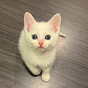 Milo joined the competition — help win amazing prizes! kitten, white_fur, blue_eyes, pet, animal, cute, young, small, floor, indoors, looking_up, whiskers, pink_nose, ears, adorable, feline, walking, domestic, curious, fluffy