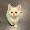 kitten, white_fur, blue_eyes, pet, animal, cute, young, small, floor, indoors, looking_up, whiskers, pink_nose, ears, adorable, feline, walking, domestic, curious, fluffy