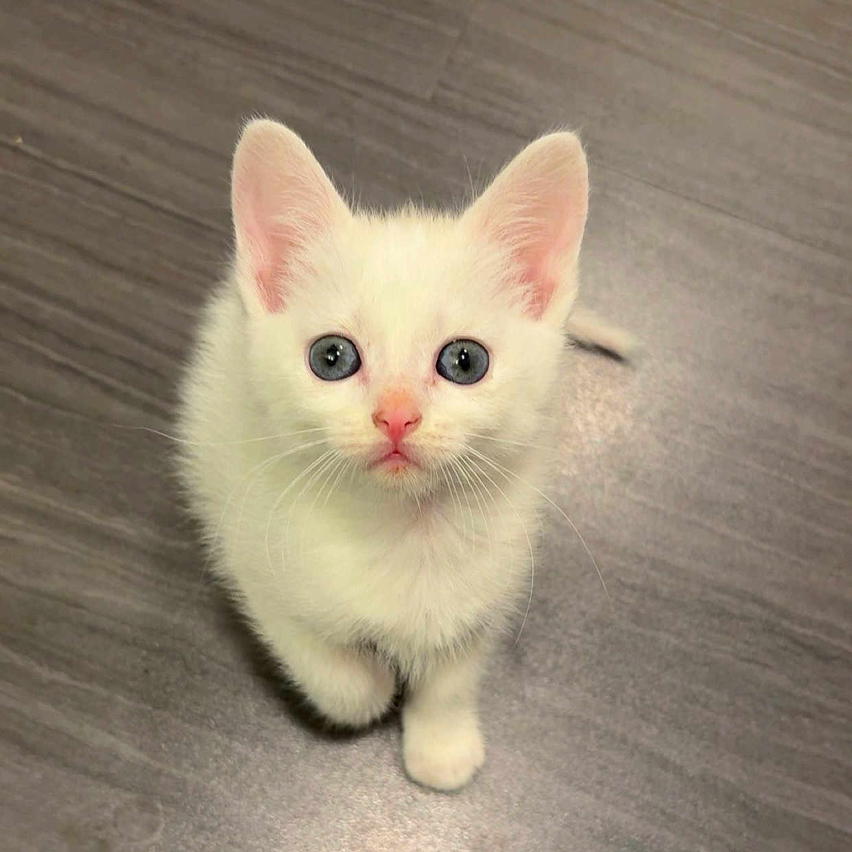 Milo joined the competition — help win amazing prizes! kitten, white_fur, blue_eyes, pet, animal, cute, young, small, floor, indoors, looking_up, whiskers, pink_nose, ears, adorable, feline, walking, domestic, curious, fluffy