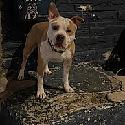 Thor is registered to the contest to win money with this photo: