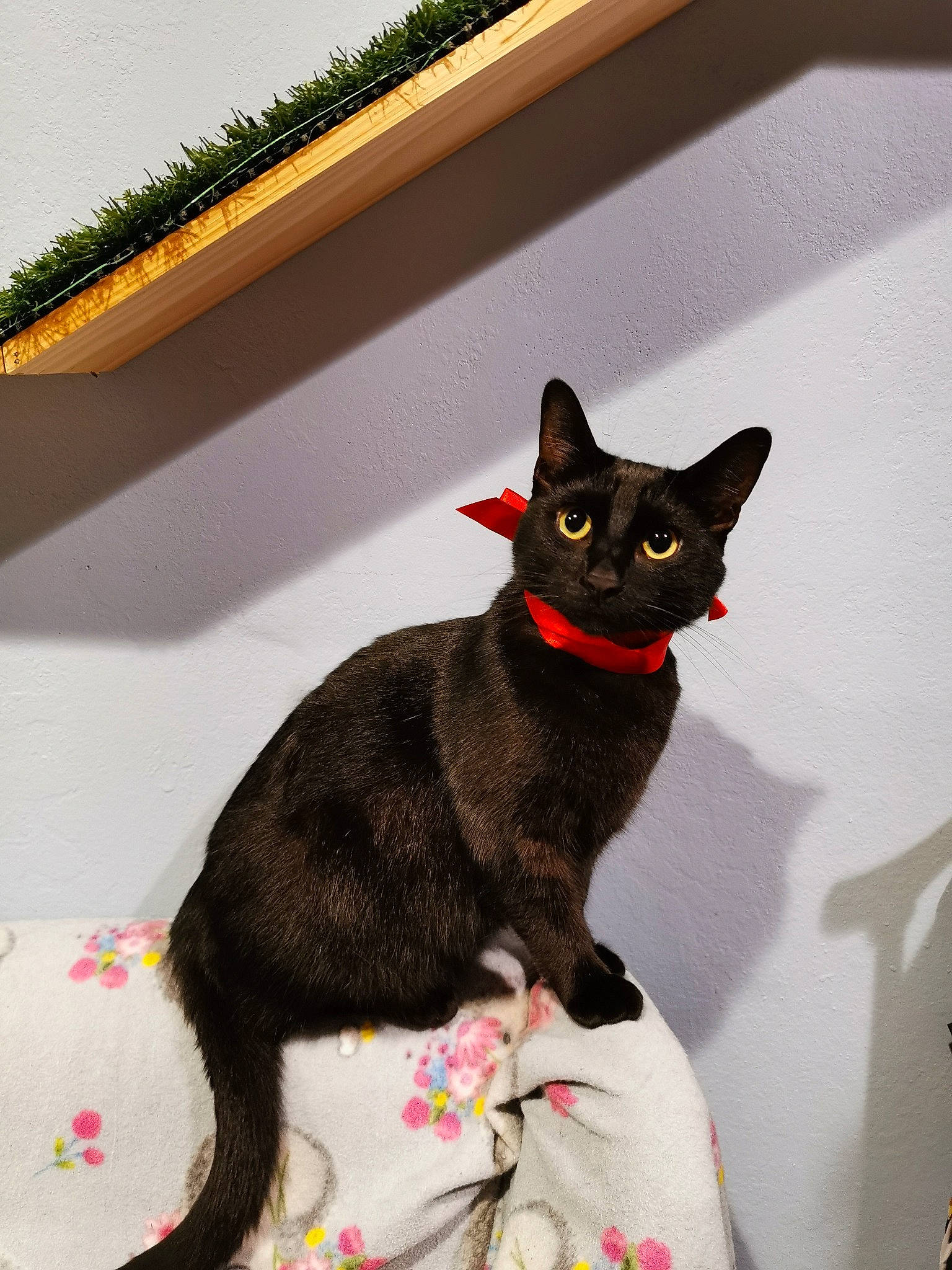 Jiji joined the competition — help win amazing prizes! black_cat, bombay, carmine, carnivore, cat, domestic_short_haired_cat, felidae, fur, havana_brown, plant, small_to_medium_sized_cats, snout, tail, whiskers, window